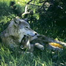 Волчица с волчонком
