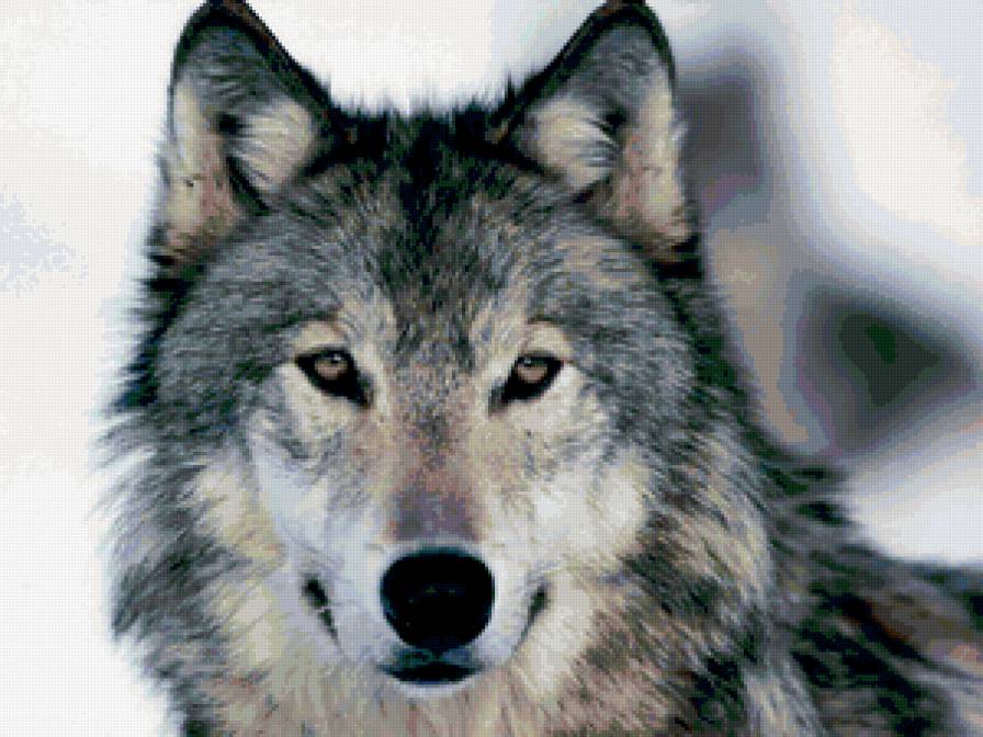 Волк - животные, картина - предпросмотр