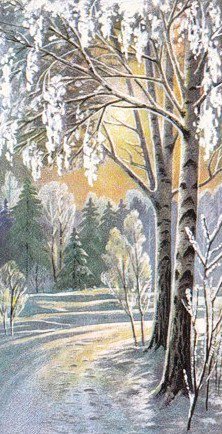 Зимняя сказка - пейзаж, иней, лес, зима, природа, березка, снег, зимняя сказка - оригинал