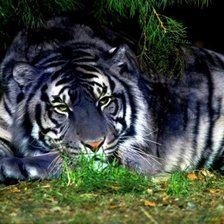 Тигр в ночи