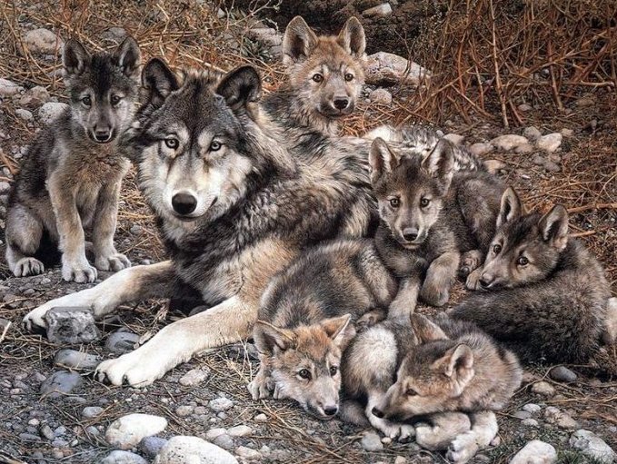 Семья - семья, волки, малыши, живопись, картина, анималисты - оригинал