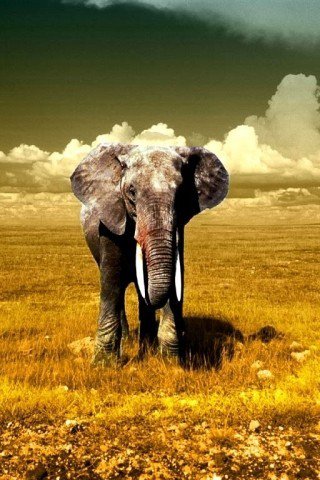 Для тех, кто собирает слонов!!! - животные, слон - оригинал