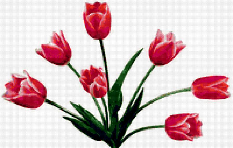 Букет тюльпанов - цветы - предпросмотр