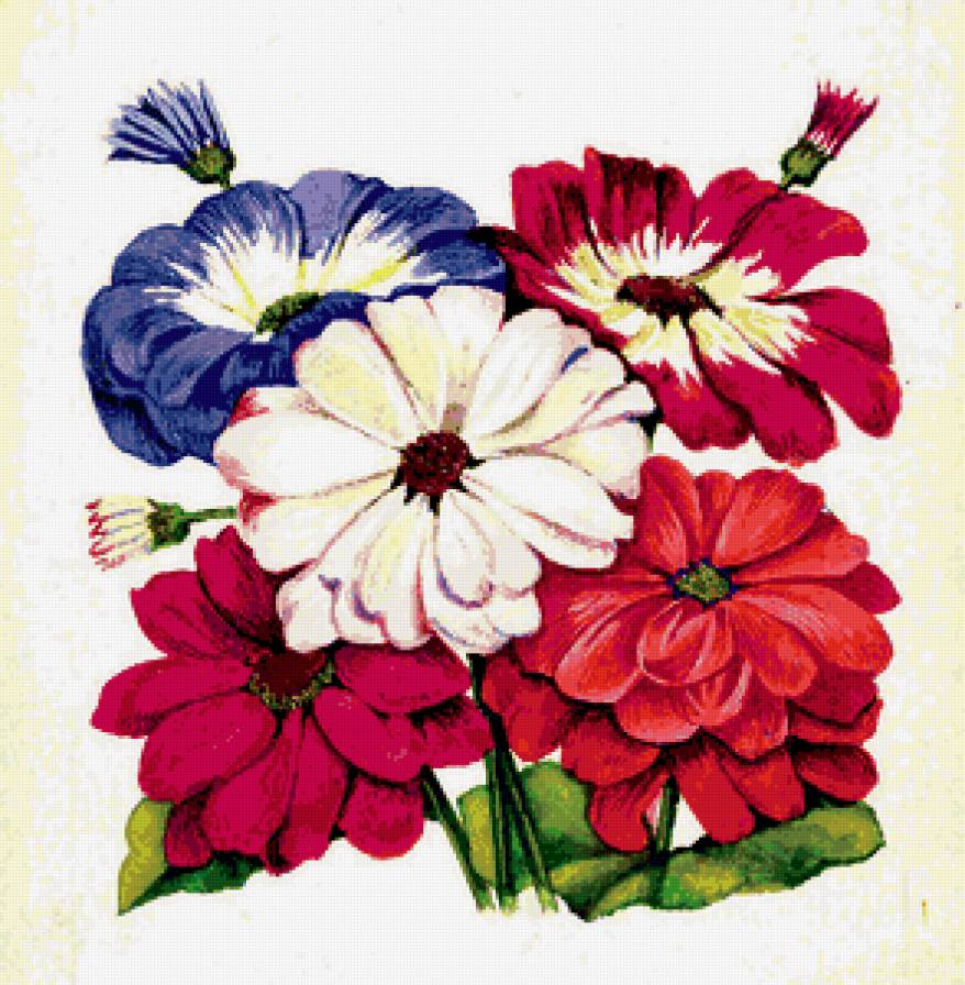 Цинерария - цветы, живопись - предпросмотр