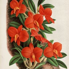 Оригинал схемы вышивки «орхидея» (№186400)