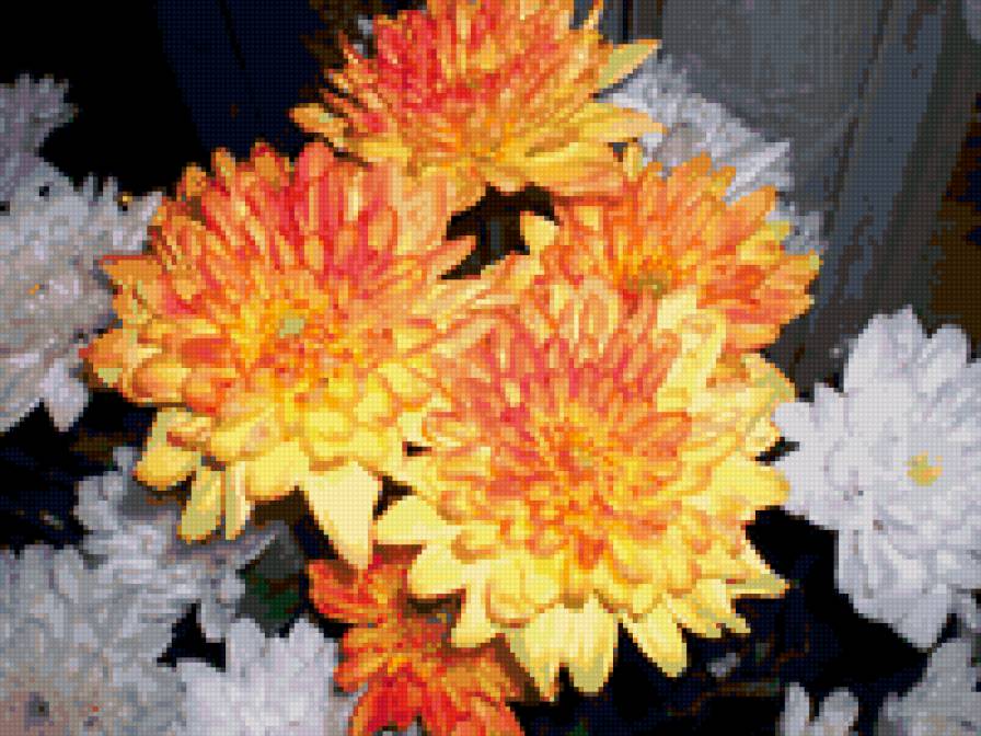 хризантемы - букеты, цветы - предпросмотр