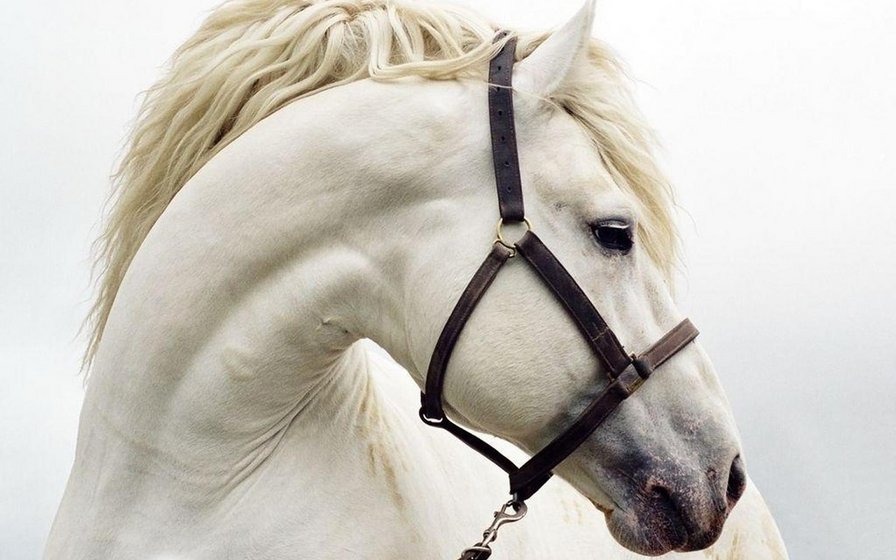 Белая дошадь - лошадь животные - оригинал