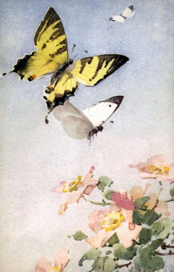 Бабочки - бабочки, цвет яблони - оригинал