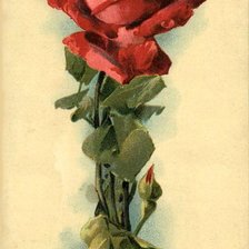 Оригинал схемы вышивки «Красная роза» (№188329)