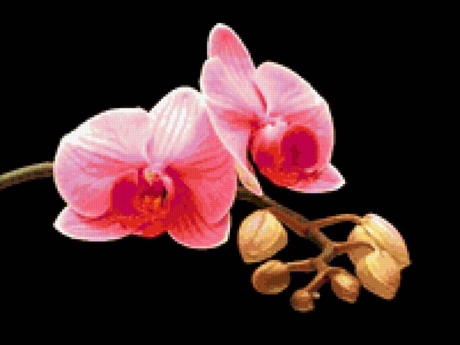 орхидея - цветы, орхидея - предпросмотр
