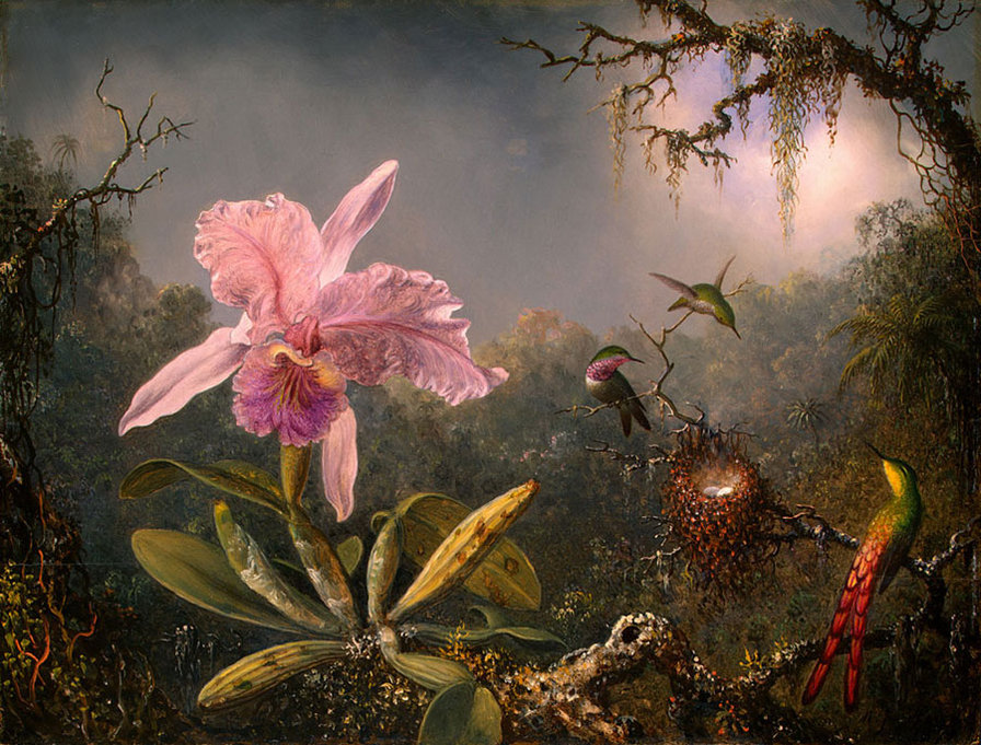 Орхидеи и колибри - пейзаж, колибри, природа, цветы, цвет, картина, птицы, орхидея - оригинал