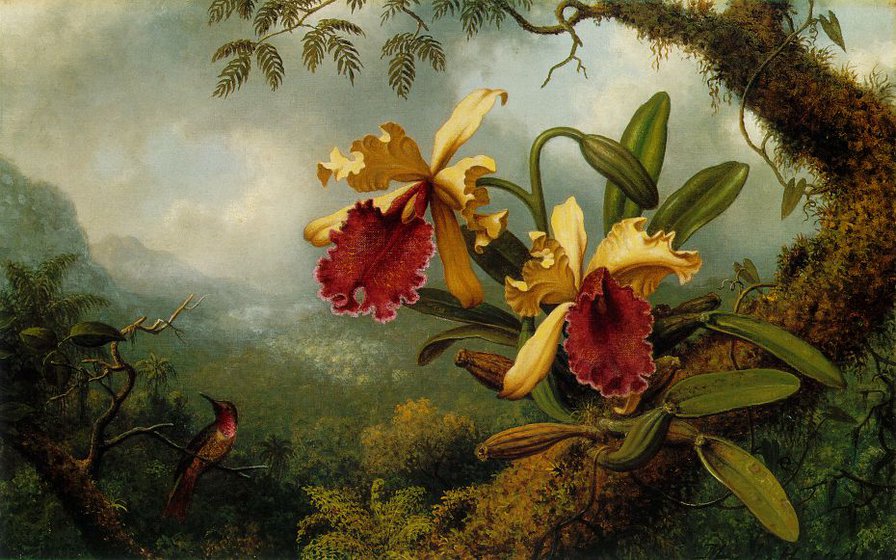 Орхидея - цвет, картина, птицы, орхидея, природа, цветы, колибри, пейзаж - оригинал