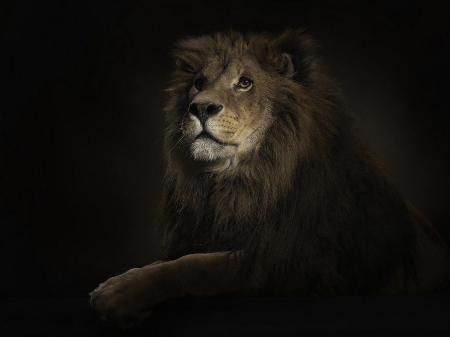 Лев царь зверей - животные, хищник, лев - оригинал