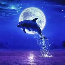 дельфин и луна