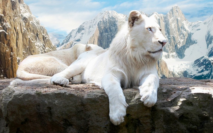 Белый лев - хищники, горы, кошки, пара, львица, царь, хищные, семья, большие - оригинал