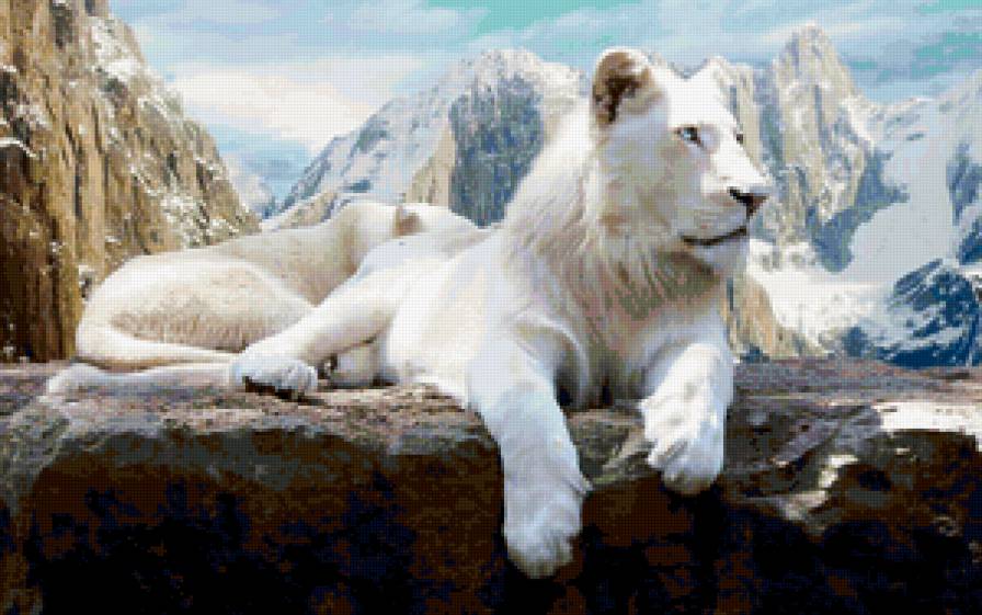 Белый лев - пара, семья, царь, кошки, большие, львица, горы, хищные, хищники - предпросмотр