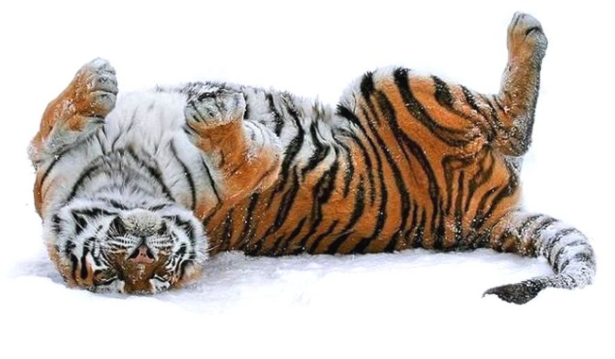 тигр - тигры, большие кошки, хищники - оригинал