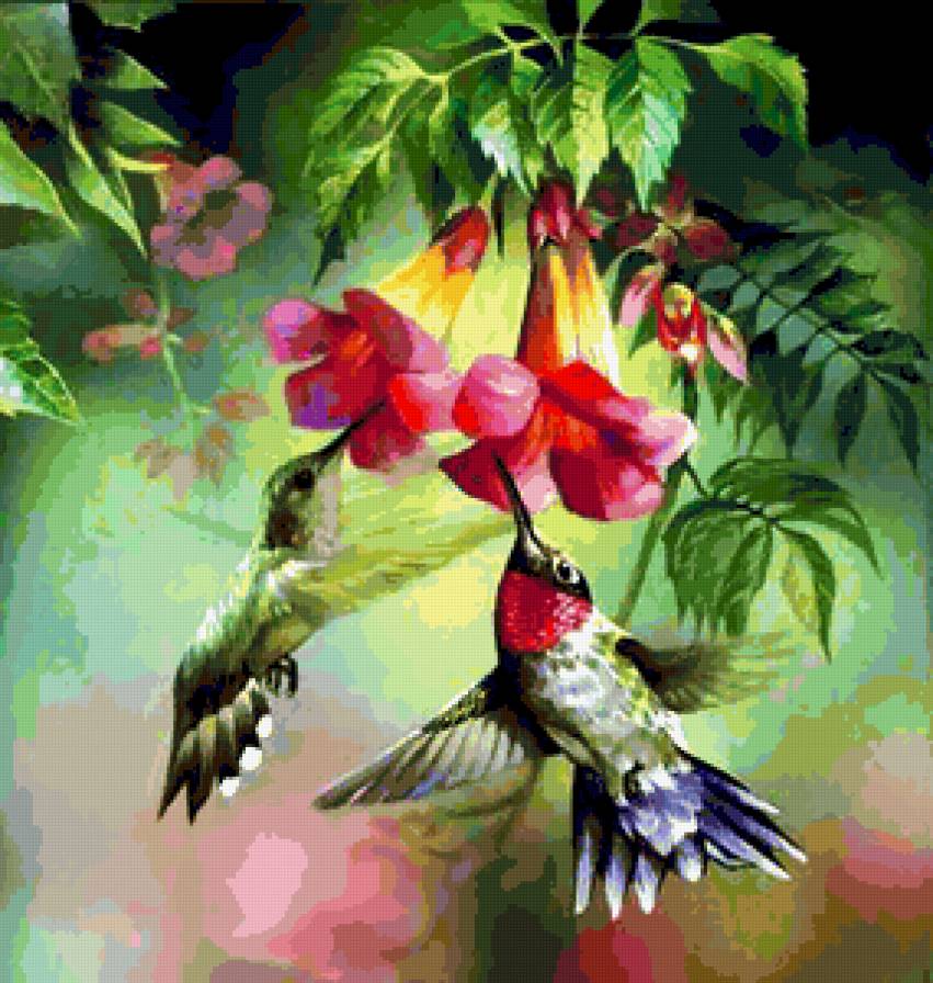 Колибри - птицы, природа, цветы, красота, птички, колибри - предпросмотр
