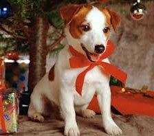 Схема вышивки «christmas dog!»