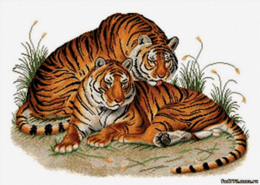 Тигры - тигры, картина, природа - предпросмотр