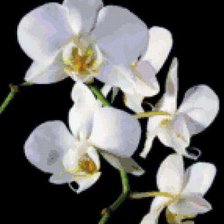 Оригинал схемы вышивки «Белые орхидеи» (№190853)