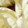 Предпросмотр схемы вышивки «Белые тюльпаны» (№191142)