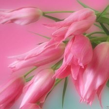 Схема вышивки «Тюльпаны розовые»