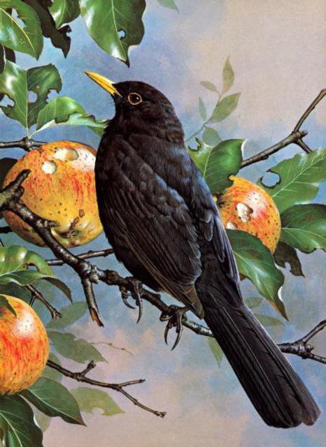 №191423 - птица, яблоки, грач - оригинал