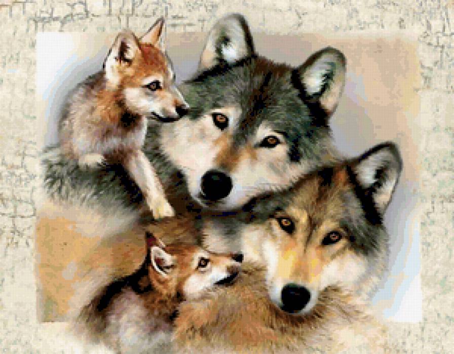 Волки - семейство, волки - предпросмотр