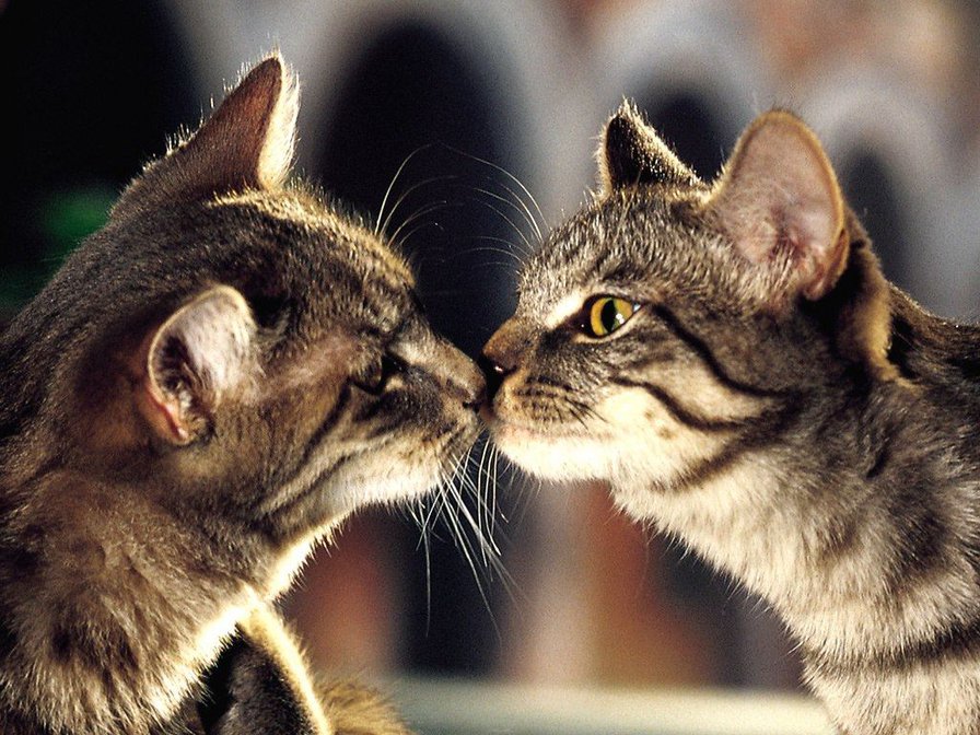 кошки -04 - коты, отражение, картина, животные, домашние животные, поцелуй, кошки - оригинал