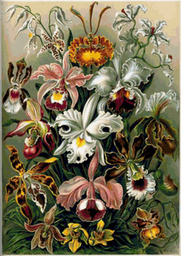 Орхидеи - природа, букет, орхидеи, картина, орхидея, цветы, натюрморт - предпросмотр