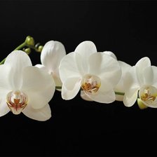 Оригинал схемы вышивки «орхидеи» (№191913)