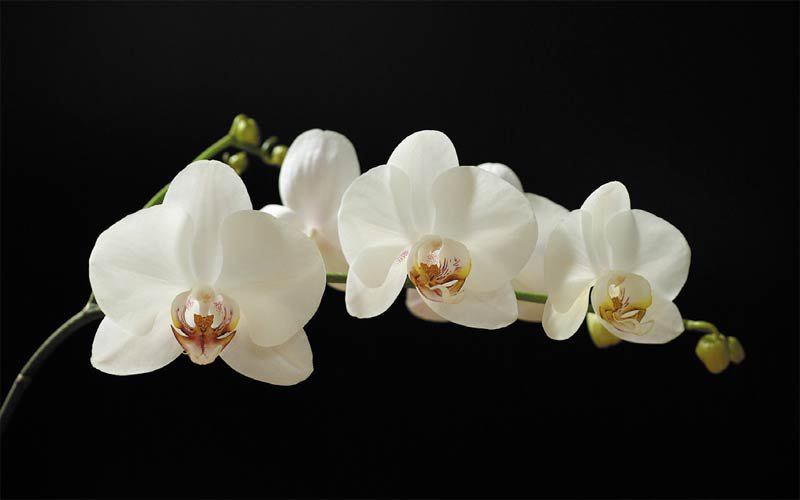 орхидеи2 - оригинал