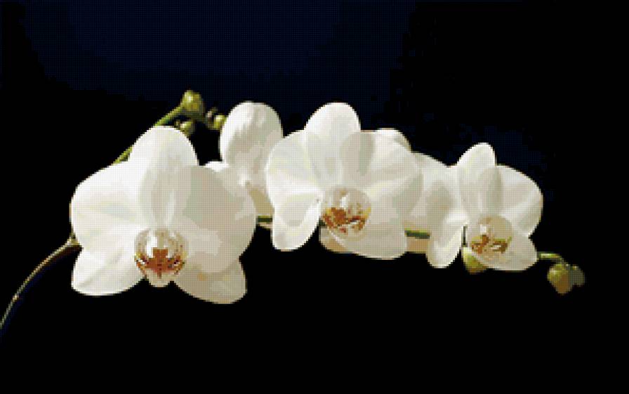 орхидеи2 - предпросмотр