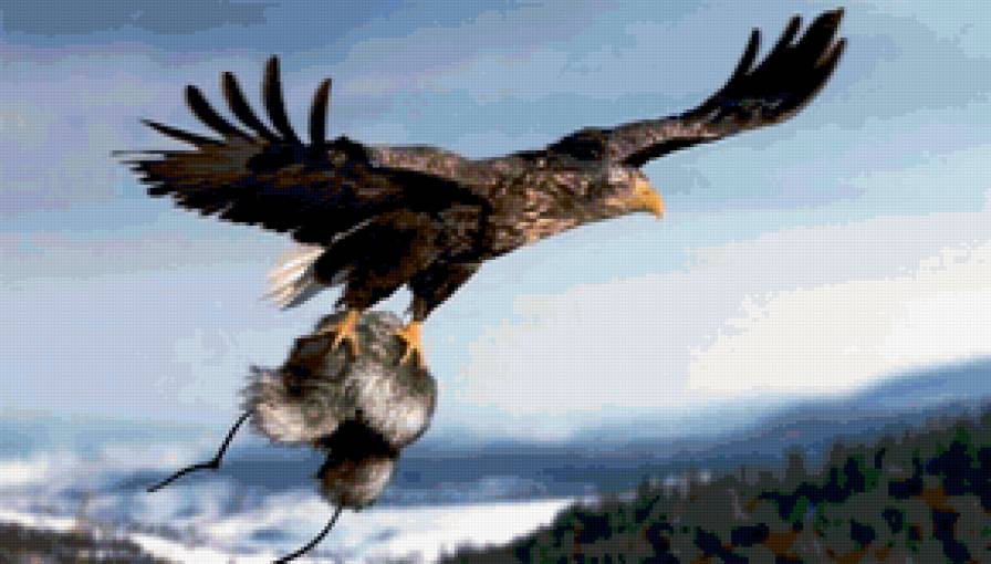 орел - охота, орлы, большие птицы, хищные, горы, полет - предпросмотр