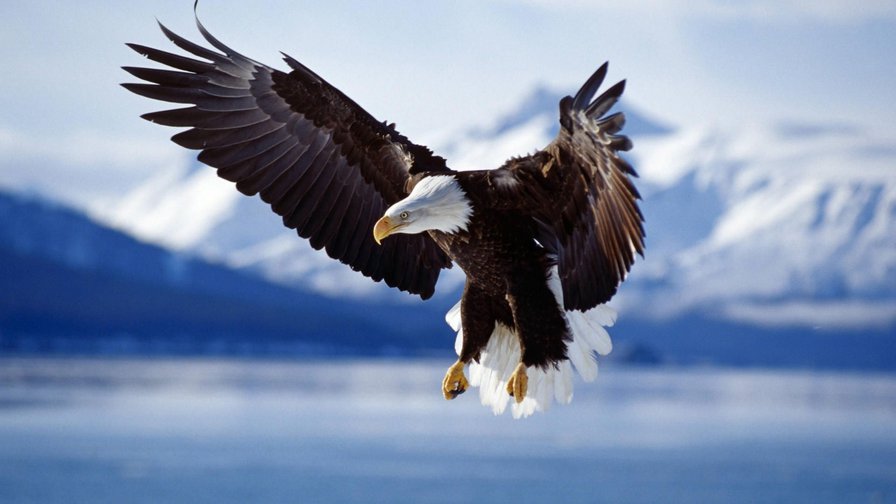 орел - большие птицы, хищные, горы, полет, орлы - оригинал