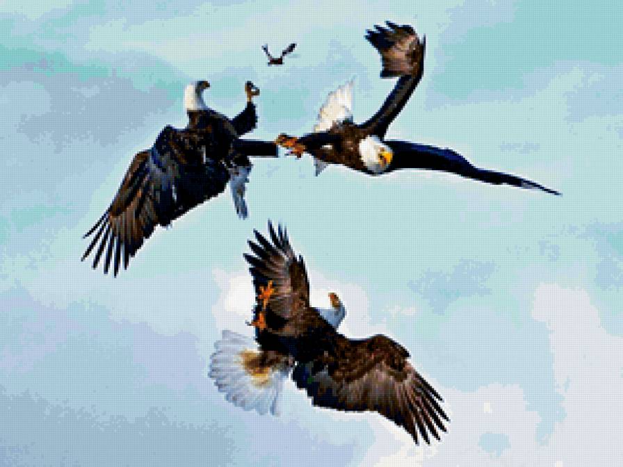 битва - орлы, полет, соперник, хищные, большие птицы - предпросмотр