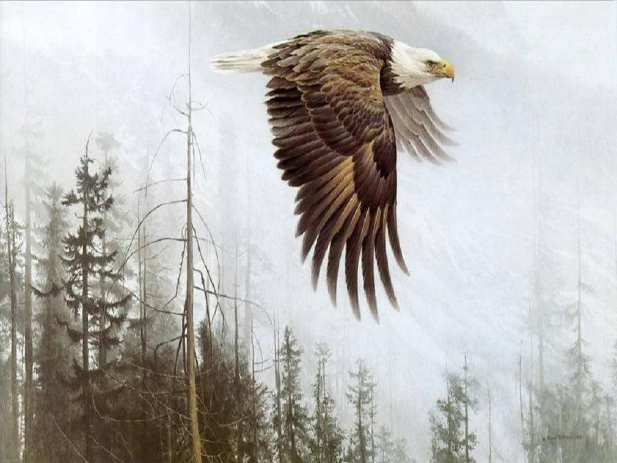 орел - горы, большие птицы, орлы, хищные, полет над лесом - оригинал