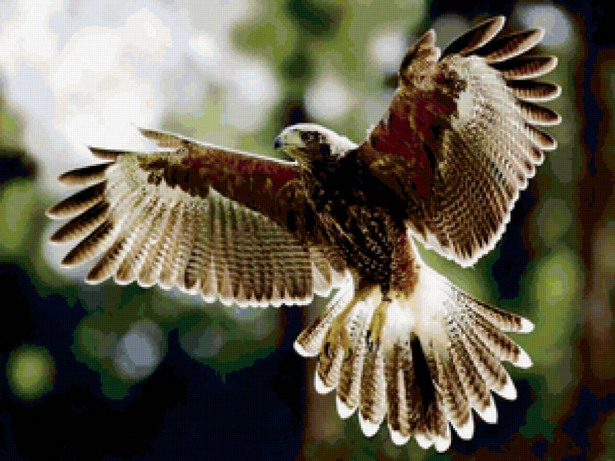 орел - большие птицы, коршун, полет, орлы, хищные, орлица - предпросмотр