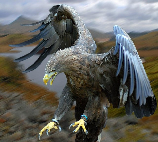 орел - орлы, полет, горы, хищные, коршун, орлица, большие птицы - оригинал