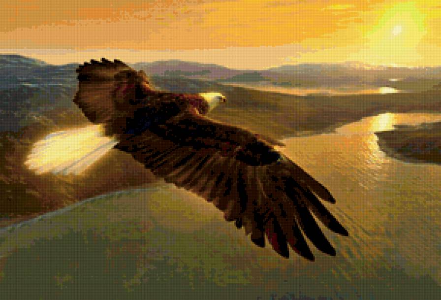 орел - река, орлы, полет, хищные, закат, большие птицы - предпросмотр