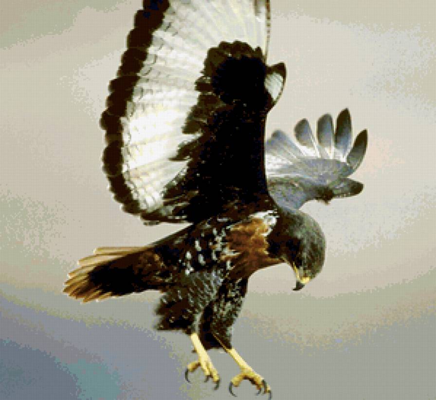 орел - хищные, орлица, большие птицы, полет, орлы - предпросмотр