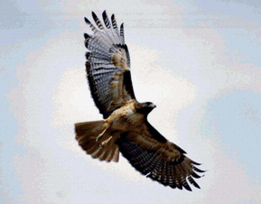 орел - большие птицы, полет, орлы, коршун, хищные - предпросмотр