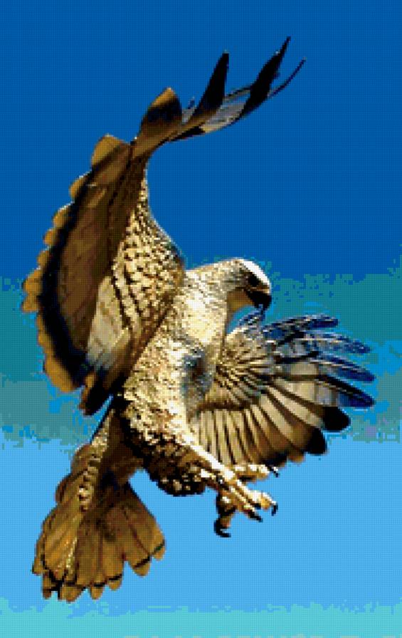 золотой орел - хищные, полет, большие птицы, орлы - предпросмотр
