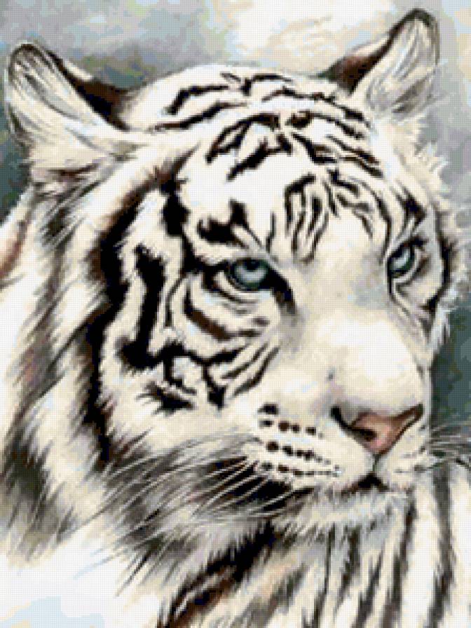 белый тигр - животные, белый тигр, хищник, тигр, дикие хищные кошки, дикие кошки - предпросмотр