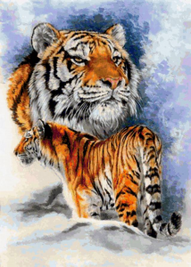 тигр - дикие хищные кошки, хищник, животные, дикие кошки, тигр - предпросмотр