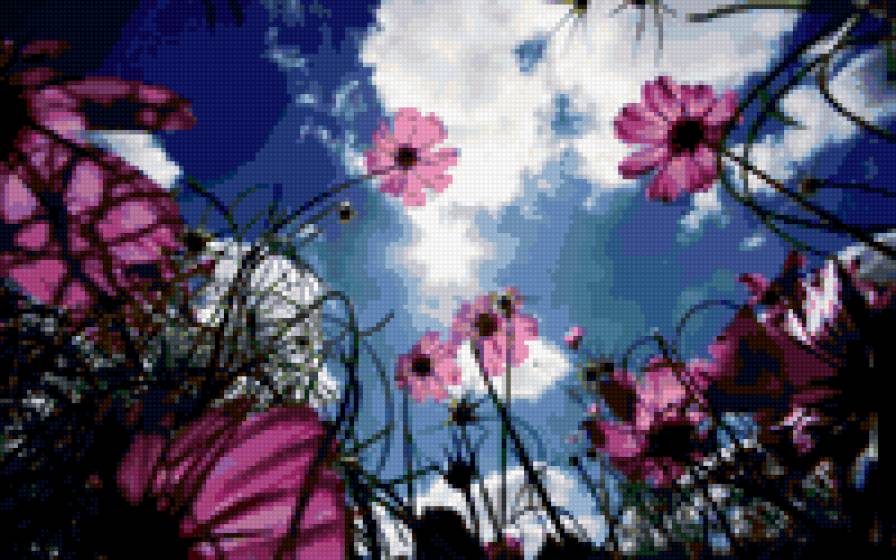 цветы и небо - предпросмотр