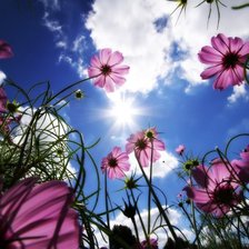цветы и небо