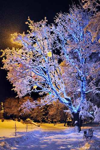Зимний вечер - дерево парк зима вечер - оригинал