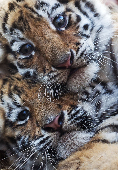 Рядом с мамочкой - малыши, тигры, рядом с мамочкой, тигренок, дикие кошки, животные - оригинал